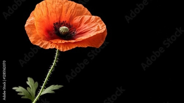 Obraz Remembrance Day Poppy  Red Flower  Black Background  Armistice  Peace  Floral Macro Photog