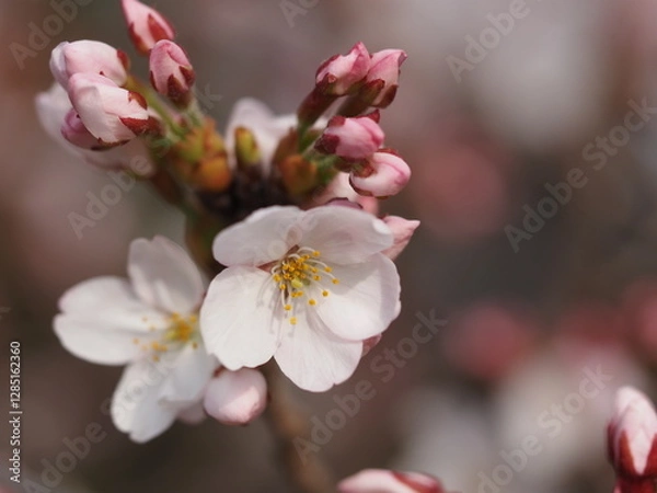Fototapeta 春の花　桜　ソメイヨシノ
