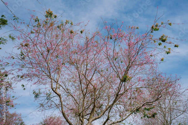 Fototapeta a cherry blossom tree in full bloom against a bright blue sky in Da Lat, Vietnam. The delicate pink flowers and fresh green leaves create a beautiful contrast with the branches.
