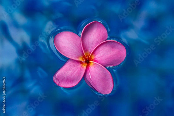 Fototapeta View of pink plumeria flower floating in pool