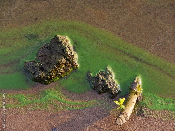 Obraz Wasserlinsen und Schwimmalgen an der Elbe
