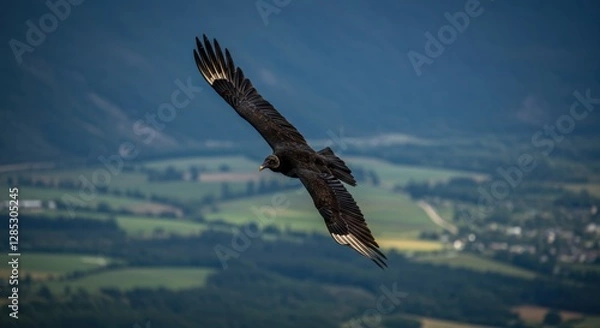 Obraz eagle in the sky