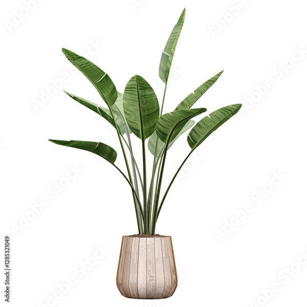 Fototapeta 3d illustration of Strelitzia nicolai plant in planter isolated on transparent canvas