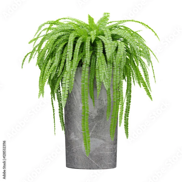 Obraz 3D rendering of Fern plant in planter isolated on transparent canvas
