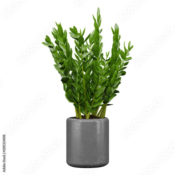 Obraz collection of Zamioculcas zamiifolia Plant in planter isolated on transparent Canvas