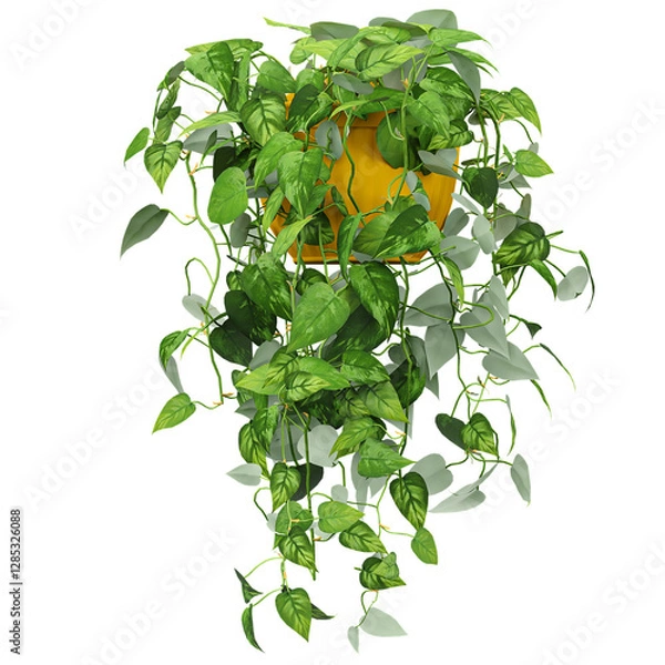 Obraz Beautiful shape of Golden Pothos Plant isolated on transparent Canvas