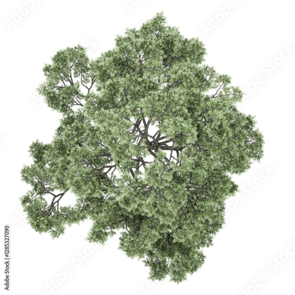 Obraz Collection of Oak tree isolated on transparent Canvas from the top view