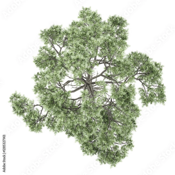 Obraz collection of Oak tree with realistic style from top view