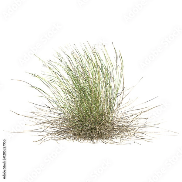 Obraz Green beautiful Stipa borysthenica grass isolated on Canvas