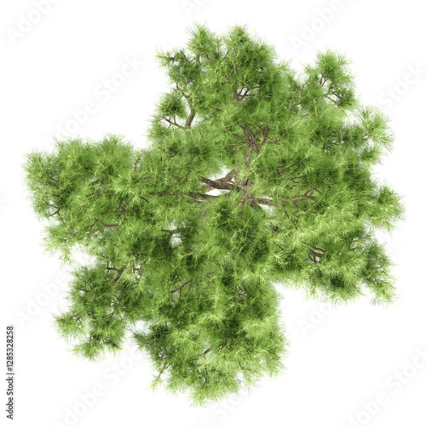 Obraz Green Willow isolated on transparent Canvas from top view