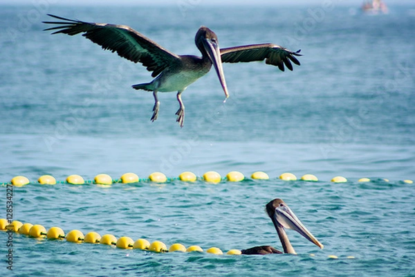 Obraz pelicano amarizando