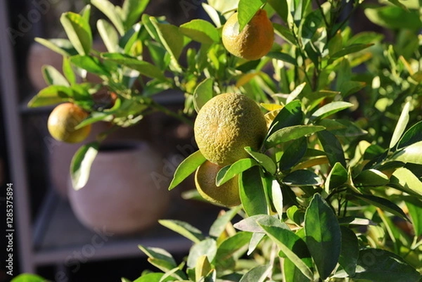 Fototapeta potted orange tree 