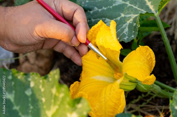 Obraz ​The farmer is pollinating the pumpkin by using a brush to scrape the pollen from the male flower and apply it to the stigma of the female flower