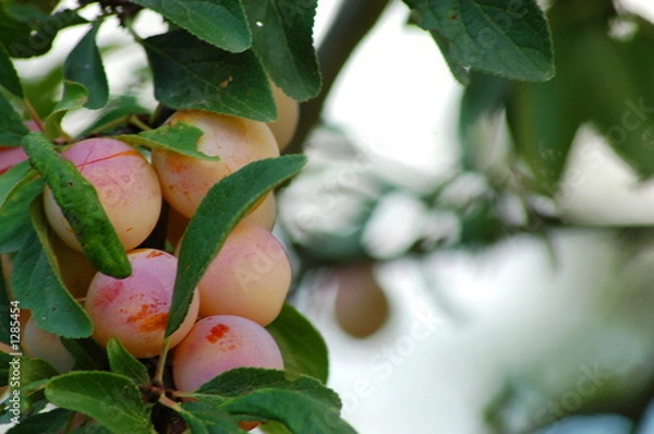 Fototapeta prunes