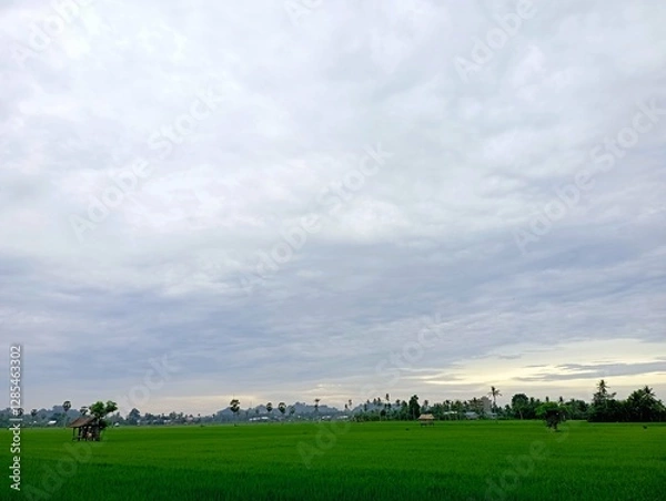 Fototapeta Green rice paddy field under a cloudy sky.
Suitable for agricultural, nature, farming,
landscape, and countryside concepts.