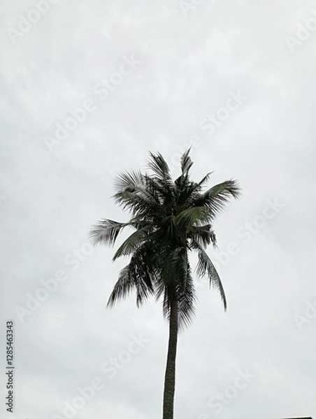 Fototapeta Description

Tree a majestic palm reaches towards a
dramatic cloudy sky. Ideal for travel brochures,
nature magazines, and tropical themed design
projects.
