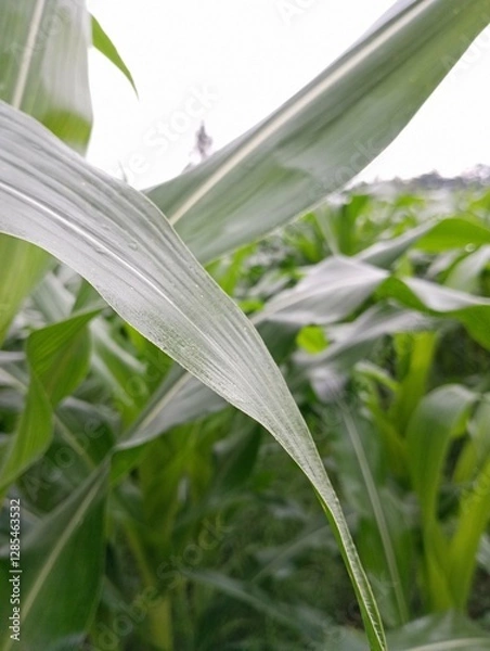 Fototapeta Closeup of a corn plant leaf suitable for
agricultural and nature themed designs,
illustrating texture and details of a green leaf.