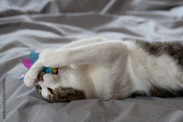 Obraz おもちゃで遊ぶ可愛い猫　キジトラ白