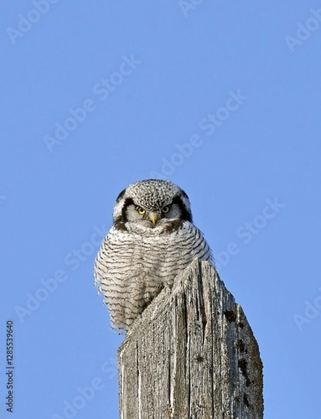 Obraz great horned owl