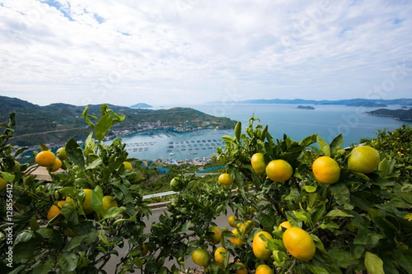 Fototapeta みかんの段々畑と海（愛媛県八幡浜川上）