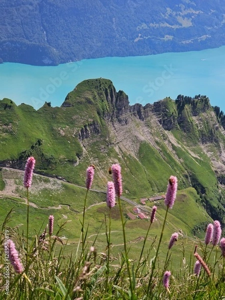 Fototapeta A vibrant summer photo of wildflowers blooming at the base of Brienzer Rothorn, capturing the colorful beauty of alpine flora against the backdrop of the majestic Swiss Alps. The image highlights the 