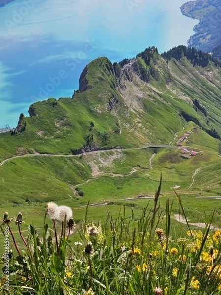 Fototapeta A vibrant summer photo of wildflowers blooming at the base of Brienzer Rothorn, capturing the colorful beauty of alpine flora against the backdrop of the majestic Swiss Alps. The image highlights the 