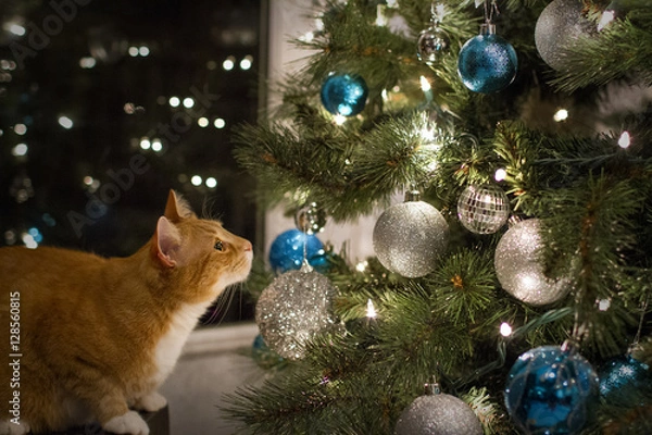 Fototapeta Holiday Cat