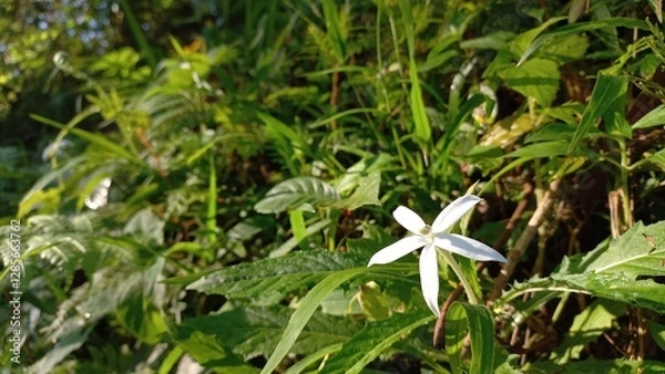 Obraz Hippobroma Longiflora Flower – Delicate White Bloom Close-up