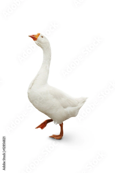 Obraz Goose