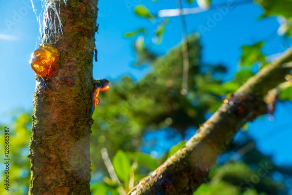Obraz Amber yellow resin drop. Resin on the tree in orchard. Orange natural resin on a tree. High quality photo