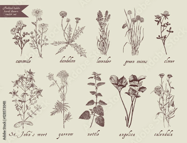 Obraz Medical herbs set. Hand drawn design.