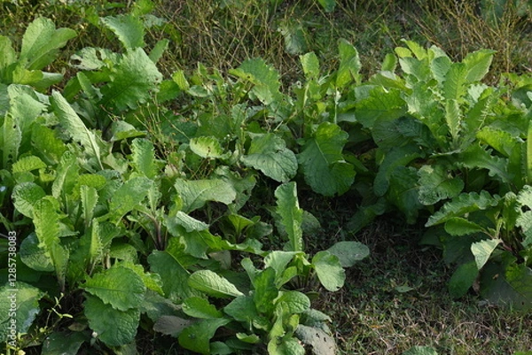 Fototapeta Primula veris plant. Its other names cowslip, common cowslip and  cowslip primrose. This is a herbaceous perennial flowering plant in the primrose family Primulaceae.