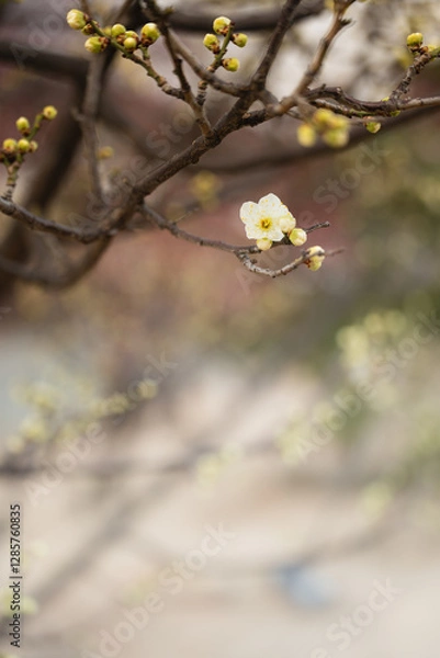 Obraz 早春の梅