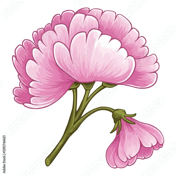 Fototapeta Close-up of pink peony and pink carnation flowers isolated on white background showcasing vibrant petals in full bloom