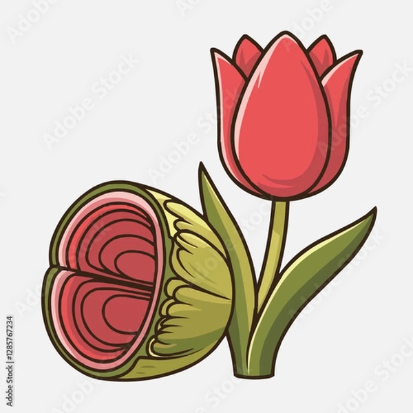 Fototapeta Vector illustration of red tulips in a vase with floral and nature design elements