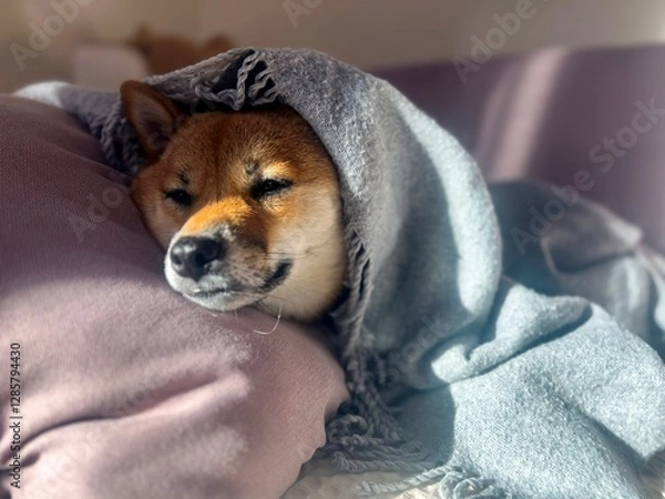 Fototapeta Pensive Shiba Inu with a sorrowful expression, head nestled under a blanket. The mood is reflective and contemplative. High quality close-up photo. copy space available.