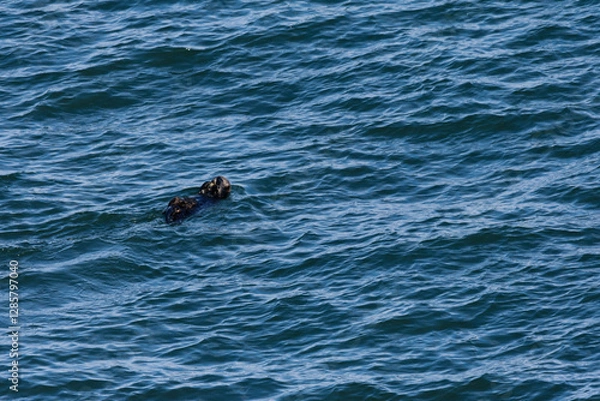 Fototapeta 野生のラッコ