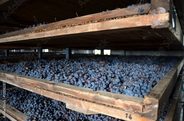 Obraz Appassimento delle uve