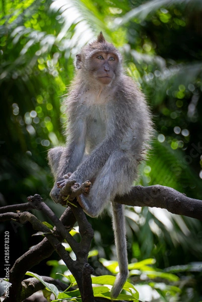 Fototapeta long tailed macaque