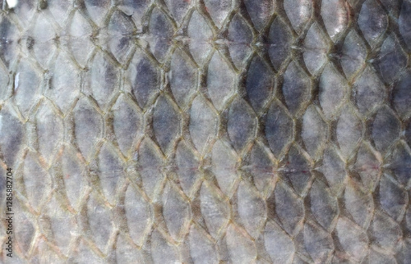 Fototapeta Fish scale skin background texture