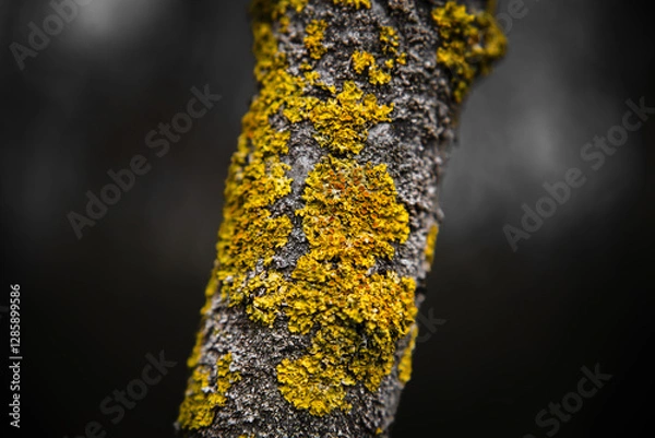 Obraz Macrophotography