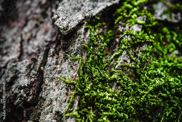 Obraz Macrophotography