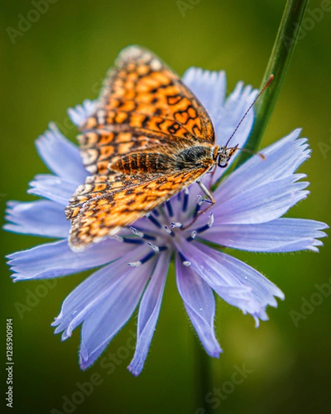 Obraz A butterfly on a flower