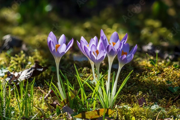Fototapeta spring crocus flowers