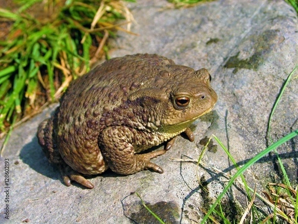 Obraz dicke erdkröte am boden, amphieb mit drüsiger haut