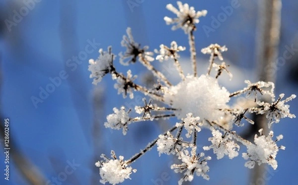 Obraz umbel covered with ice crystals