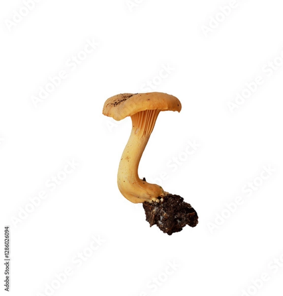 Obraz Mushroom orange chanterelle isolated on a white background