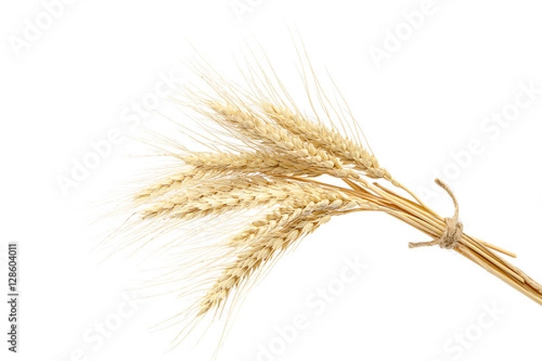 Fototapeta Sheaf of wheat ears on white background.