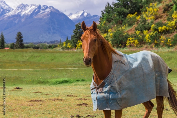 Obraz horse wear cloak with a mountain view