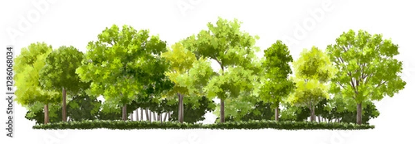 Fototapeta  Vector watercolor green  tree or forest side view isolated on white background for landscape and architecture drawing,elements for environment or and garden,Shrub for section